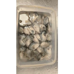 海蛎